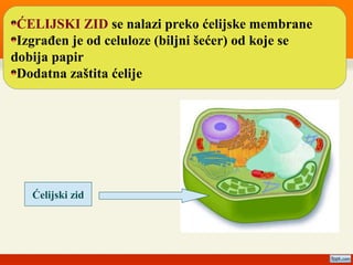 ĆELIJSKI ZID se nalazi preko ćelijske membrane
Izgrađen je od celuloze (biljni šećer) od koje se
dobija papir
Dodatna zaštita ćelije
Ćelijski zid
 