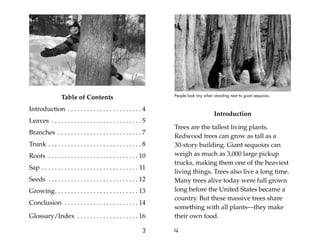 Table of Contents
Introduction . . . . . . . . . . . . . . . . . . . . . . . 4
Leaves . . . . . . . . . . . . . . . . . . . . . . . . . . . . 5
Branches . . . . . . . . . . . . . . . . . . . . . . . . . . 7
Trunk . . . . . . . . . . . . . . . . . . . . . . . . . . . . . 8
Roots . . . . . . . . . . . . . . . . . . . . . . . . . . . . 10
Sap . . . . . . . . . . . . . . . . . . . . . . . . . . . . . . 11
Seeds . . . . . . . . . . . . . . . . . . . . . . . . . . . . 12
Growing. . . . . . . . . . . . . . . . . . . . . . . . . . 13
Conclusion . . . . . . . . . . . . . . . . . . . . . . . 14
Glossary/Index . . . . . . . . . . . . . . . . . . . 16
3
Introduction
Trees are the tallest living plants.
Redwood trees can grow as tall as a
30-story building. Giant sequoias can
weigh as much as 3,000 large pickup
trucks, making them one of the heaviest
living things. Trees also live a long time.
Many trees alive today were full grown
long before the United States became a
country. But these massive trees share
something with all plants—they make
their own food.
4
People look tiny when standing next to giant sequoias.
 