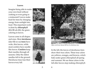 Leaves
Imagine being able to make
your own food without
cooking or even going to
a restaurant! Leaves make
food for trees by changing
energy from sunlight into
food. This important work
is done by chlorophyll
(KLOR-uh-ﬁll), the green
coloring in leaves.
Leaves come in all shapes
and sizes. Most deciduous
(dee-SIJ-oo-us) trees have
wide, thin leaves, while
most conifers have needle-
like leaves. Conifers keep
their needles through all
seasons. Only the oldest
needles fall to the ground.
Deciduous trees lose their
leaves every fall.
5
In the fall, the leaves of deciduous trees
show their true colors. These true colors
are yellows, oranges, and browns, which
hide under green chlorophyll all spring
and summer. We see these colors in the
fall after leaves stop making chlorophyll.
6
Yellow and brown leaves fall from this deciduous tree.
conifer
deciduous
 