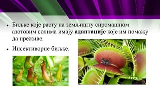  Биљке које расту на земљишту сиромашном
азотовим солима имају адаптације које им помажу
да преживе.
 Инсективорне биљке.
 
