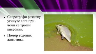  Сапротрофи разлажу
угинуле алге при
чеми се троши
кисеоник.
 Помор водених
животиња.
 