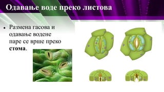 Одавање воде преко листова
 Размена гасова и
одавање водене
паре се врше преко
стома.
 