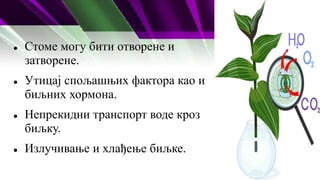  Стоме могу бити отворене и
затворене.
 Утицај спољашњих фактора као и
биљних хормона.
 Непрекидни транспорт воде кроз
биљку.
 Излучивање и хлађење биљке.
 