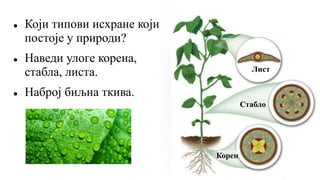  Који типови исхране који
постоје у природи?
 Наведи улоге корена,
стабла, листа.
 Наброј биљна ткива.
Лист
Стабло
Корен
 