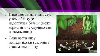  Иако азота има у ваздуху,
у том облику је
недоступан биљци (може
користити искључиво азот
из земљишта).
 Соли азота нису
подједнако заступљене у
сваком земљишту.
 