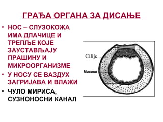 Razmjena gasova | PPT