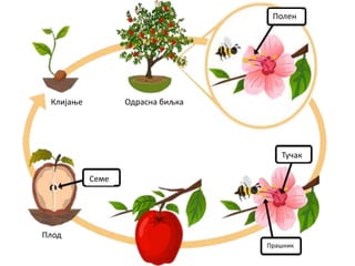 Тучак
Прашник
Семе
Полен
Одрасна биљкаКлијање
Плод
 
