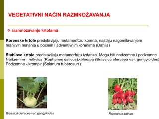  razmnožavanje krtolama
Korenske krtole predstavljaju metamorfozu korena, nastaju nagomilavanjem
hranjivih materija u bočnim i adventivnim korenima (Dahlia)
Stablove krtole predstavljaju metamorfozu izdanka. Mogu biti nadzemne i podzemne.
Nadzemne - rotkvica (Raphanus sativus),keleraba (Brassica oleracea var. gongyloides)
Podzemne - krompir (Solanum tuberosum)
Brassica oleracea var. gongyloides Raphanus sativus
VEGETATIVNI NAČIN RAZMNOŽAVANJA
 