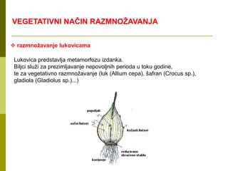  razmnožavanje lukovicama
Lukovica predstavlja metamorfozu izdanka.
Biljci služi za prezimljavanje nepovoljnih perioda u toku godine,
te za vegetativno razmnožavanje (luk (Allium cepa), šafran (Crocus sp.),
gladiola (Gladiolus sp.)...)
VEGETATIVNI NAČIN RAZMNOŽAVANJA
 