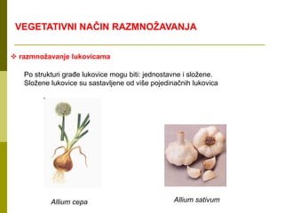 razmnožavanje lukovicama
Po strukturi građe lukovice mogu biti: jednostavne i složene.
Složene lukovice su sastavljene od više pojedinačnih lukovica
Allium cepa Allium sativum
VEGETATIVNI NAČIN RAZMNOŽAVANJA
 