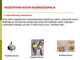  razmnožavanje lukovicama
Ovaj način vegetativnom razmnožavanja naročito je važan u proizvodi cveća.
Holandija je čuvena kao zemlja koja proizvodi kvalitetan sadni materijal u
cvećarskoj industriji, pa nije ni čudno što je zovu "zemljom lala".
Tunikatne lukovice
Crepaste lukovice
Krtolaste lukovice
VEGETATIVNI NAČIN RAZMNOŽAVANJA
 