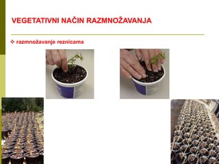  razmnožavanje reznicama
VEGETATIVNI NAČIN RAZMNOŽAVANJA
 