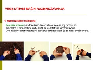  razmnožavanje reznicama
Korenske reznice su zdravi i neoštećeni delovi korena koji moraju biti
minimalno 5 mm debljine da bi služili za vegetativno razmnožavanje.
Ovaj način vegetativnog razmnožavanja karakterističan je za mnoge voćne vrste.
VEGETATIVNI NAČIN RAZMNOŽAVANJA
 