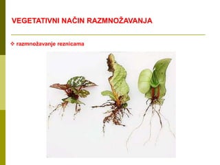  razmnožavanje reznicama
VEGETATIVNI NAČIN RAZMNOŽAVANJA
 