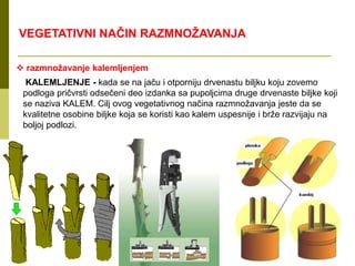  razmnožavanje kalemljenjem
VEGETATIVNI NAČIN RAZMNOŽAVANJA
KALEMLJENJE - kada se na jaču i otporniju drvenastu biljku koju zovemo
podloga pričvrsti odsečeni deo izdanka sa pupoljcima druge drvenaste biljke koji
se naziva KALEM. Cilj ovog vegetativnog načina razmnožavanja jeste da se
kvalitetne osobine biljke koja se koristi kao kalem uspesnije i brže razvijaju na
boljoj podlozi.
 
