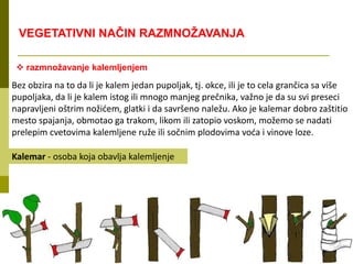  razmnožavanje kalemljenjem
VEGETATIVNI NAČIN RAZMNOŽAVANJA
Bez obzira na to da li je kalem jedan pupoljak, tj. okce, ili je to cela grančica sa više
pupoljaka, da li je kalem istog ili mnogo manjeg prečnika, važno je da su svi preseci
napravljeni oštrim nožićem, glatki i da savršeno naležu. Ako je kalemar dobro zaštitio
mesto spajanja, obmotao ga trakom, likom ili zatopio voskom, možemo se nadati
prelepim cvetovima kalemljene ruže ili sočnim plodovima voća i vinove loze.
Kalemar - osoba koja obavlja kalemljenje
 