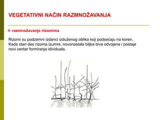  razmnožavanje rizomima
Rizomi su podzemni izdanci izduženog oblika koji podsećaju na koren.
Kada stari deo rizoma izumre, novonastala biljka biva odvojena i postaje
novi centar formiranja idividuala.
VEGETATIVNI NAČIN RAZMNOŽAVANJA
 