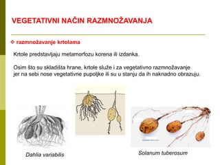  razmnožavanje krtolama
Krtole predstavljaju metamorfozu korena ili izdanka.
Osim što su skladišta hrane, krtole služe i za vegetativno razmnožavanje
jer na sebi nose vegetativne pupoljke ili su u stanju da ih naknadno obrazuju.
Dahlia variabilis Solanum tuberosum
VEGETATIVNI NAČIN RAZMNOŽAVANJA
 