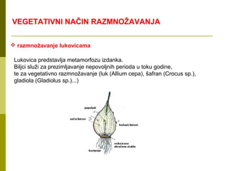 VEGETATIVNI NAČIN RAZMNOŽAVANJA

 razmnožavanje lukovicama

 Lukovica predstavlja metamorfozu izdanka.
 Biljci služi za prezimljavanje nepovoljnih perioda u toku godine,
 te za vegetativno razmnožavanje (luk (Allium cepa), šafran (Crocus sp.),
 gladiola (Gladiolus sp.)...)
 