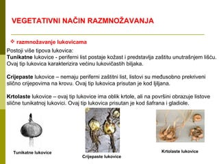 VEGETATIVNI NAČIN RAZMNOŽAVANJA

  razmnožavanje lukovicama
Postoji više tipova lukovica:
Tunikatne lukovice - periferni list postaje kožast i predstavlja zaštitu unutrašnjem lišću.
Ovaj tip lukovica karakterizira većinu lukovičastih biljaka.

Crijepaste lukovice – nemaju periferni zaštitni list, listovi su međusobno prekriveni
slično crijepovima na krovu. Ovaj tip lukovica prisutan je kod ljiljana.

Krtolaste lukovice – ovaj tip lukovice ima oblik krtole, ali na površini obrazuje listove
slične tunikatnoj lukovici. Ovaj tip lukovica prisutan je kod šafrana i gladiole.




  Tunikatne lukovice                                               Krtolaste lukovice
                                 Crijepaste lukovice
 
