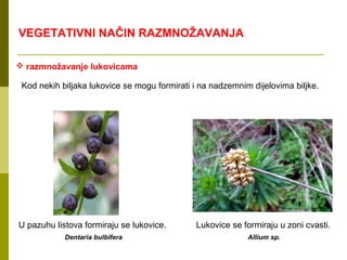 VEGETATIVNI NAČIN RAZMNOŽAVANJA

 razmnožavanje lukovicama

 Kod nekih biljaka lukovice se mogu formirati i na nadzemnim dijelovima biljke.




U pazuhu listova formiraju se lukovice.       Lukovice se formiraju u zoni cvasti.
            Dentaria bulbifera                              Allium sp.
 