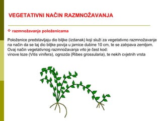VEGETATIVNI NAČIN RAZMNOŽAVANJA

 razmnožavanje položenicama

Položenice predstavljaju dio biljke (izdanak) koji služi za vegetativno razmnožavanje
na način da se taj dio biljke povija u jamice dubine 10 cm, te se zatrpava zemljom.
Ovaj način vegetativnog razmnožavanja vrlo je čest kod:
vinove loze (Vitis vinifera), ogrozda (Ribes grossularia), te nekih cvjetnih vrsta
 