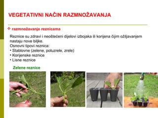 VEGETATIVNI NAČIN RAZMNOŽAVANJA

 razmnožavanje reznicama
 Reznice su zdravi i neoštećeni dijelovi izbojaka ili korijena čijim ožiljavanjem
 nastaju nove biljke.
 Osnovni tipovi reznica:
 • Stablovne (zelene, poluzrele, zrele)
 • Korijenske reznice
 • Lisne reznice

  Zelene reznice
 