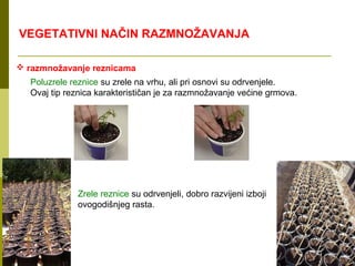 VEGETATIVNI NAČIN RAZMNOŽAVANJA

 razmnožavanje reznicama
  Poluzrele reznice su zrele na vrhu, ali pri osnovi su odrvenjele.
  Ovaj tip reznica karakterističan je za razmnožavanje većine grmova.




             Zrele reznice su odrvenjeli, dobro razvijeni izboji
             ovogodišnjeg rasta.
 