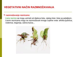 VEGETATIVNI NAČIN RAZMNOŽAVANJA

 razmnožavanje reznicama
 Lisne reznice se mogu uzimati od dijelova lista, cijelog lista i lista sa peteljkom.
 Lisnim reznicama mogu se razmnožavati mnoge cvjetne vrste: afrička ljubičica,
 vodenica, begonija, sobna lozica...
 