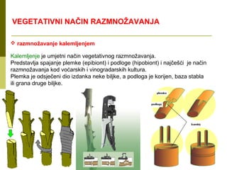 VEGETATIVNI NAČIN RAZMNOŽAVANJA

 razmnožavanje kalemljenjem

Kalemljenje je umjetni način vegetativnog razmnožavanja.
Predstavlja spajanje plemke (epibiont) i podloge (hipobiont) i najčešći je način
razmnožavanja kod voćarskih i vinogradarskih kultura.
Plemka je odsječeni dio izdanka neke biljke, a podloga je korijen, baza stabla
ili grana druge biljke.
 