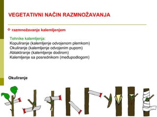 VEGETATIVNI NAČIN RAZMNOŽAVANJA

 razmnožavanje kalemljenjem

 Tehnike kalemljenja:
 Kopuliranje (kalemljenje odvojenom plemkom)
 Okuliranje (kalemljenje odvojenim pupom)
 Ablaktiranje (kalemljenje dodirom)
 Kalemljenje sa posrednikom (međupodlogom)




Okuliranje
 