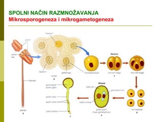 SPOLNI NAČIN RAZMNOŽAVANJA
Mikrosporogeneza i mikrogametogeneza
 