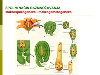 SPOLNI NAČIN RAZMNOŽAVANJA
Makrosporogeneza i makrogametogeneza
 
