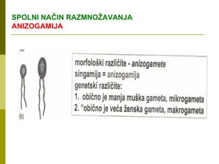 SPOLNI NAČIN RAZMNOŽAVANJA
ANIZOGAMIJA
 