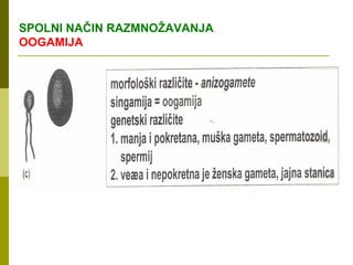 SPOLNI NAČIN RAZMNOŽAVANJA
OOGAMIJA
 