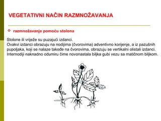 VEGETATIVNI NAČIN RAZMNOŽAVANJA

 razmnožavanje pomoću stolona

Stolone ili vriježe su puzajući izdanci.
Ovakvi izdanci obrazuju na nodijima (čvorovima) adventivno korijenje, a iz pazušnih
pupoljaka, koji se nalaze takođe na čvorovima, obrazuju se vertikalni olistali izdanci.
Internodiji naknadno odumiru čime novonastala biljka gubi vezu sa matičnom biljkom.
 