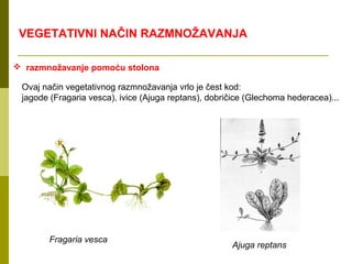 VEGETATIVNI NAČIN RAZMNOŽAVANJA

 razmnožavanje pomoću stolona

 Ovaj način vegetativnog razmnožavanja vrlo je čest kod:
 jagode (Fragaria vesca), ivice (Ajuga reptans), dobričice (Glechoma hederacea)...




        Fragaria vesca
                                                      Ajuga reptans
 