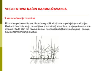 VEGETATIVNI NAČIN RAZMNOŽAVANJA

 razmnožavanje rizomima

Rizomi su podzemni izdanci izduženog oblika koji izvana podsjećaju na korijen.
Ovakvi izdanci obrazuju na nodijima (čvorovima) adventivno korijenje i nadzemne
izdanke. Kada stari dio rizoma izumre, novonastala biljka biva odvojena i postaje
novi centar formiranja idividua.
 