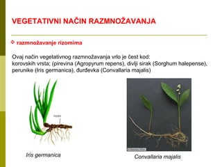 VEGETATIVNI NAČIN RAZMNOŽAVANJA

 razmnožavanje rizomima

Ovaj način vegetativnog razmnožavanja vrlo je čest kod:
korovskih vrsta; (pirevina (Agropyrum repens), divlji sirak (Sorghum halepense),
perunike (Iris germanica), đurđevka (Convallaria majalis)




     Iris germanica                               Convallaria majalis
 