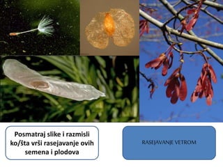 RASEJAVANJE VETROM
Posmatraj slike i razmisli
ko/šta vrši rasejavanje ovih
semena i plodova
 