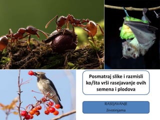 RASEJAVANJE
životinjama
Posmatraj slike i razmisli
ko/šta vrši rasejavanje ovih
semena i plodova
 