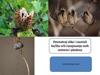 samorasejavanje
Posmatraj slike i razmisli
ko/šta vrši rasejavanje ovih
semena i plodova
 