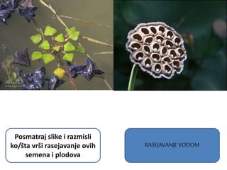 RASEJAVANJE VODOM
Posmatraj slike i razmisli
ko/šta vrši rasejavanje ovih
semena i plodova
 
