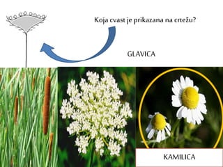Koja cvast je prikazana na crtežu?
GLAVICA
KAMILICA
 
