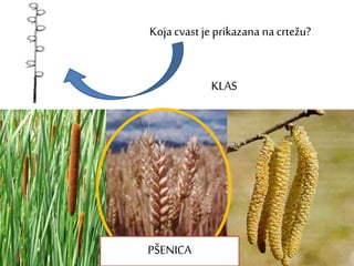 Koja cvast je prikazana na crtežu?
KLAS
PŠENICA
 