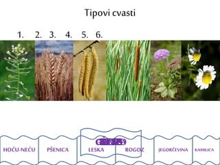 Tipovicvasti
GLAVICARESAGROZDKLASŠTITKLIP
1. 2. 3. 4. 5. 6.
HOĆU-NEĆU PŠENICA LESKA ROGOZ JEGORČEVINA KAMILICA
 