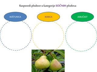 Rasporedi plodove u kategorije SOČNIH plodova
KOŠTUNICA BOBICA JABUČAST
 