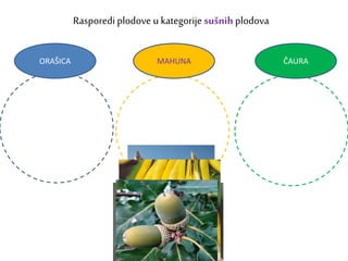 Rasporedi plodove u kategorije sušnih plodova
ORAŠICA MAHUNA ČAURA
 