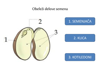 Obeleži delove semena
1. SEMENJAČA
2. KLICA
3. KOTILEDONI
 