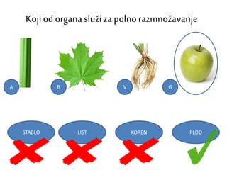 Kojiod organa služi za polnorazmnožavanje
STABLO LIST KOREN PLOD
A B V G
 